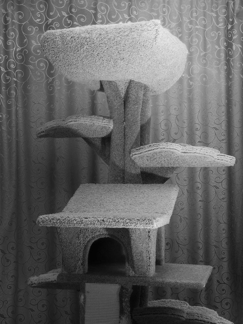 © Nika Sandler - Image from the My Nonhuman Friends photography project