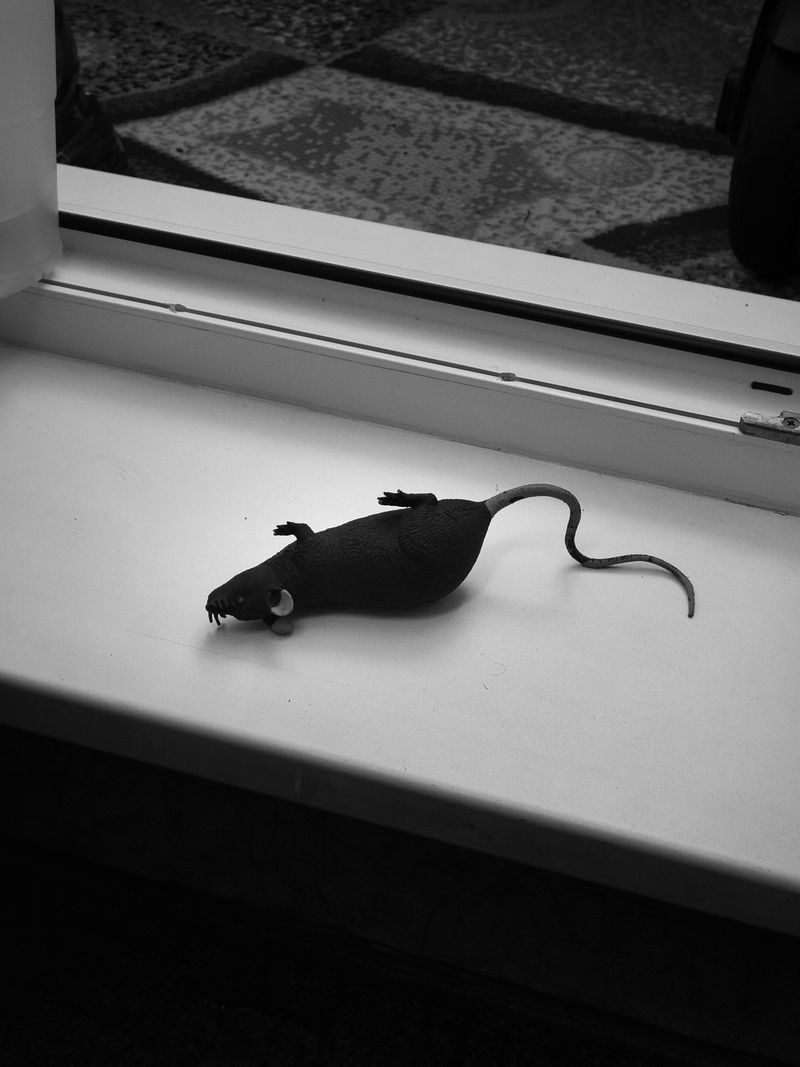 © Nika Sandler - Image from the My Nonhuman Friends photography project