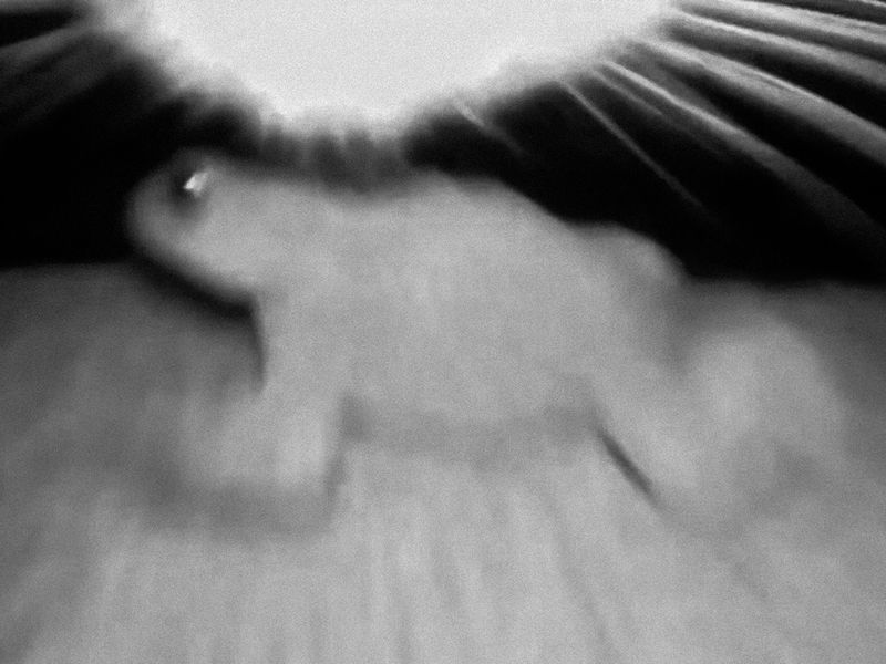 © Nika Sandler - Image from the My Nonhuman Friends photography project