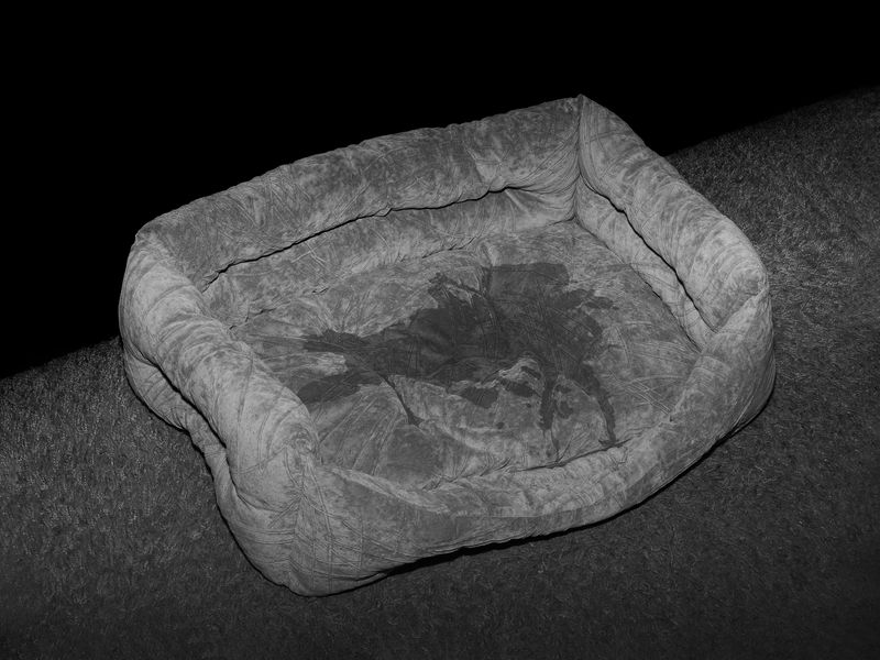 © Nika Sandler - Image from the My Nonhuman Friends photography project