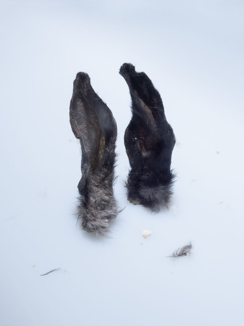 © Nika Sandler - Image from the My Nonhuman Friends photography project