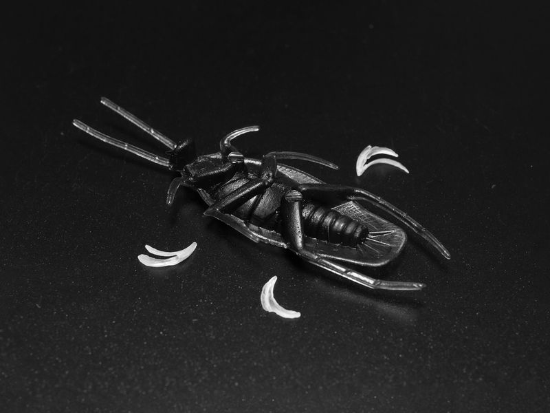 © Nika Sandler - Image from the My Nonhuman Friends photography project