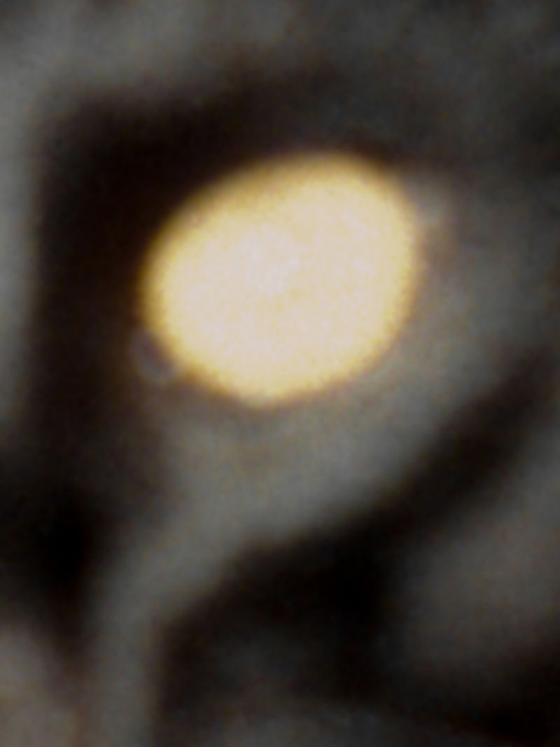 © Nika Sandler - Image from the My Nonhuman Friends photography project