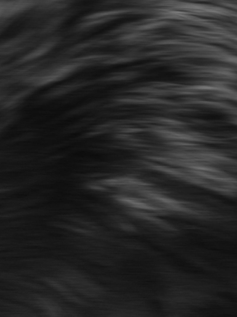 © Nika Sandler - Image from the My Nonhuman Friends photography project