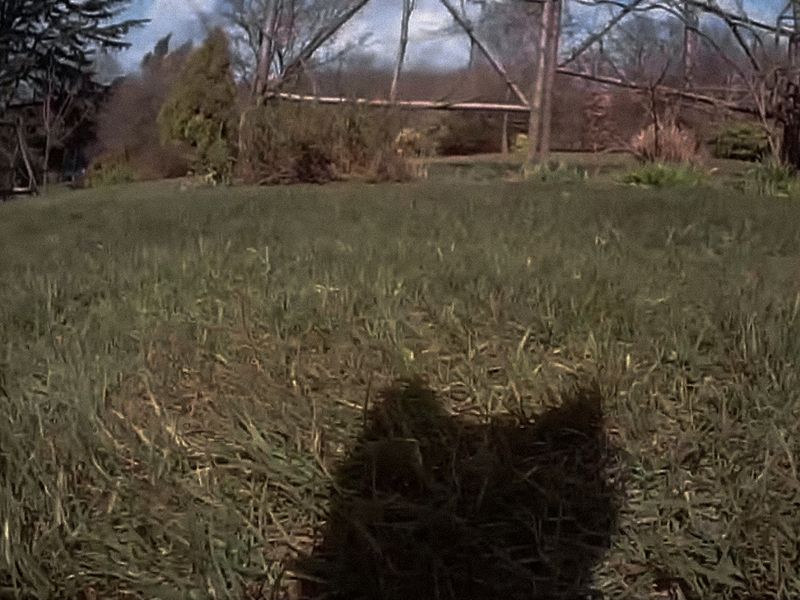 © Nika Sandler - Image from the My Nonhuman Friends photography project