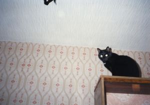 My Nonhuman Friends