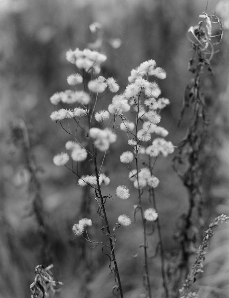 © Siqi Li - Untitled Flower, 2021