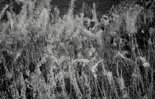 © Florence Cuschieri - Image from the La ronde des hirondelles photography project