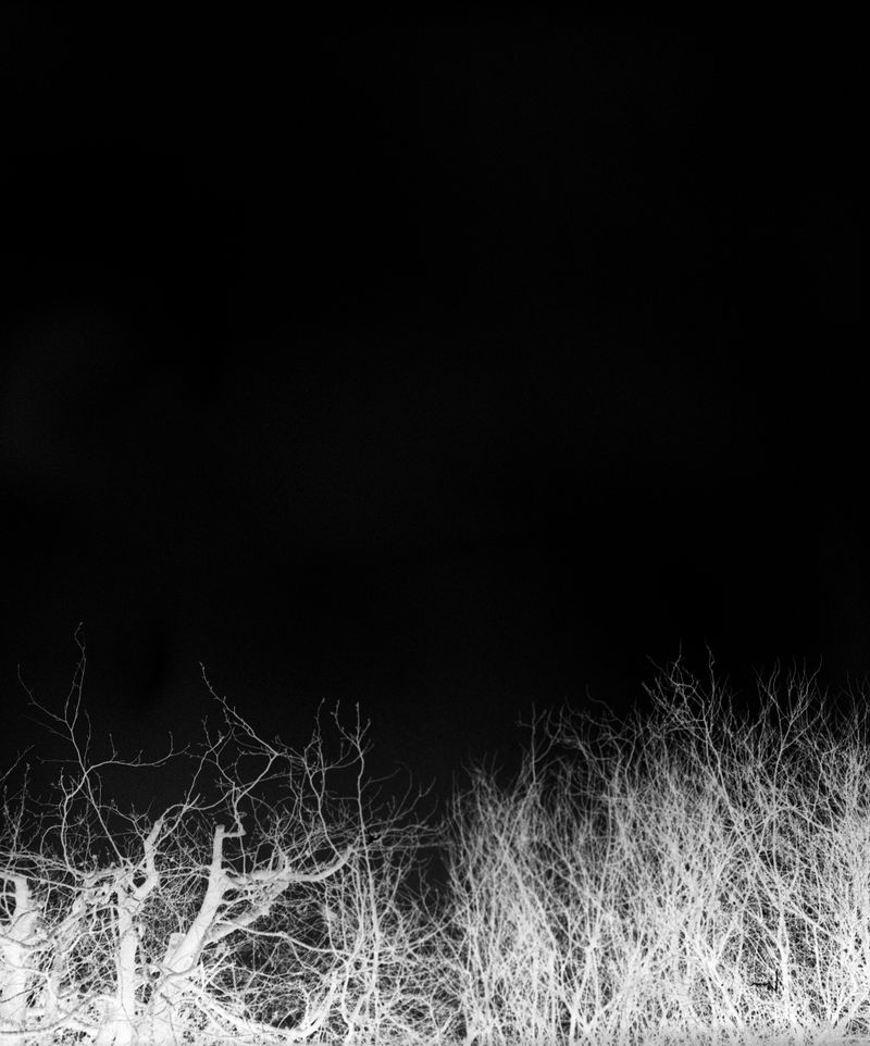 © Laura Foster - Image from the In Order To Bloom photography project