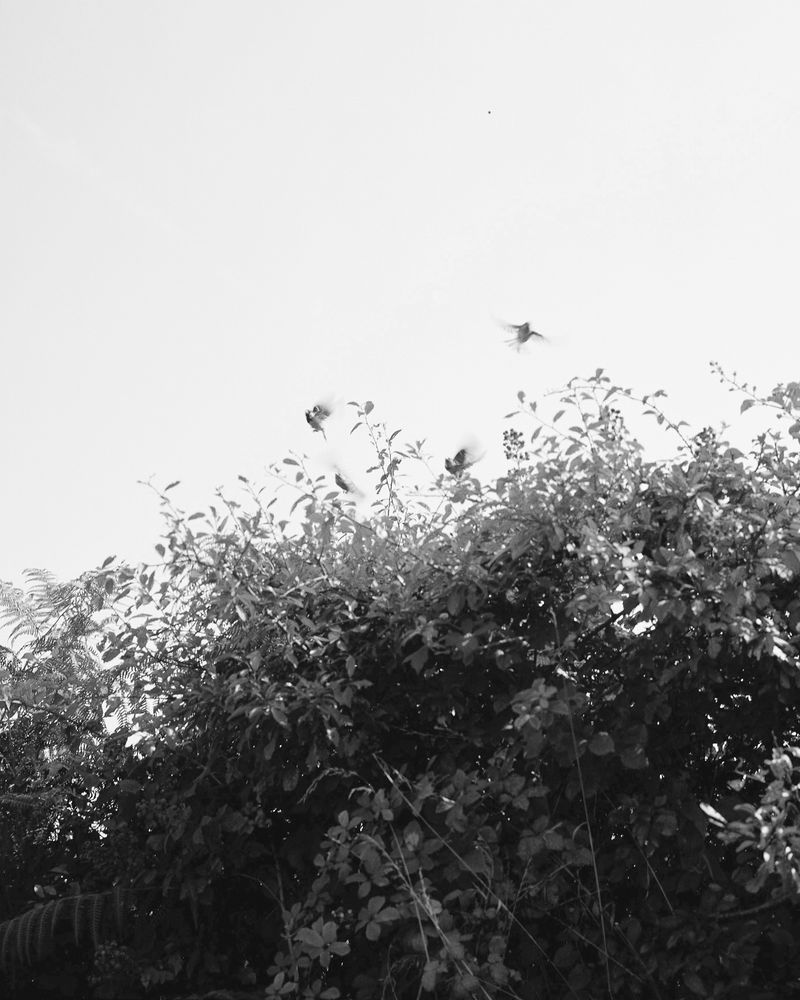 © Laura Foster - Image from the In Order To Bloom photography project