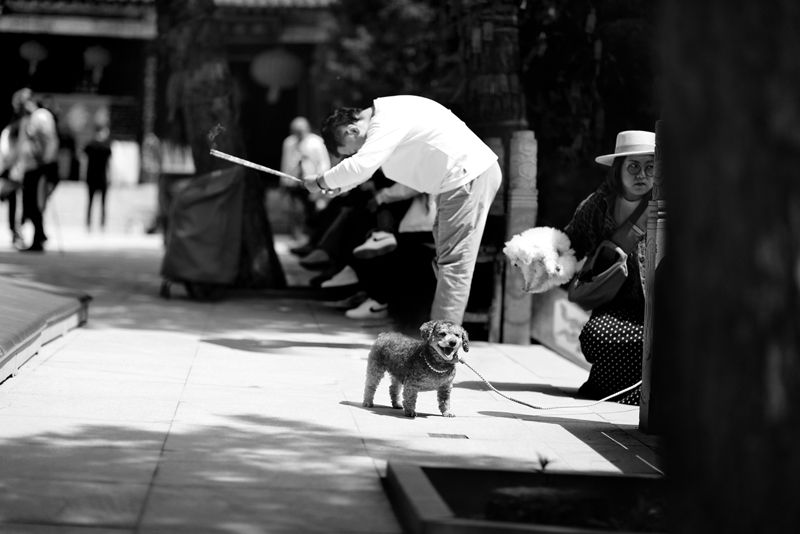 © DAVID ZHAO - pet dog