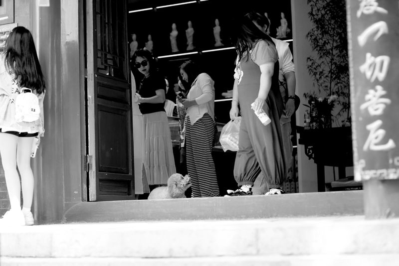 © DAVID ZHAO - Whose pet dog is it