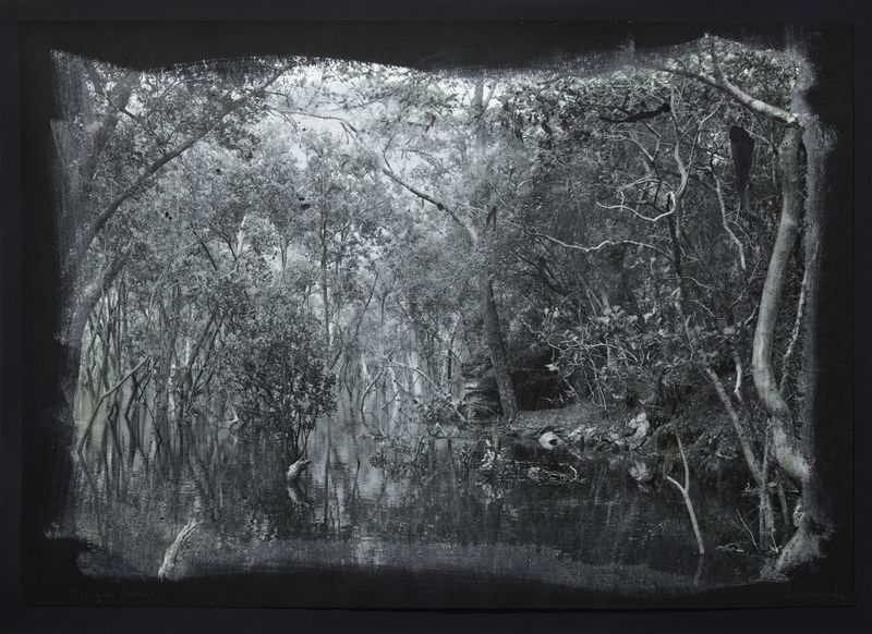 © Genevieve Ginty - 6. Mangrove Garden (2026)
