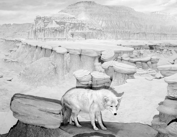 © Austin Cullen - Coyote