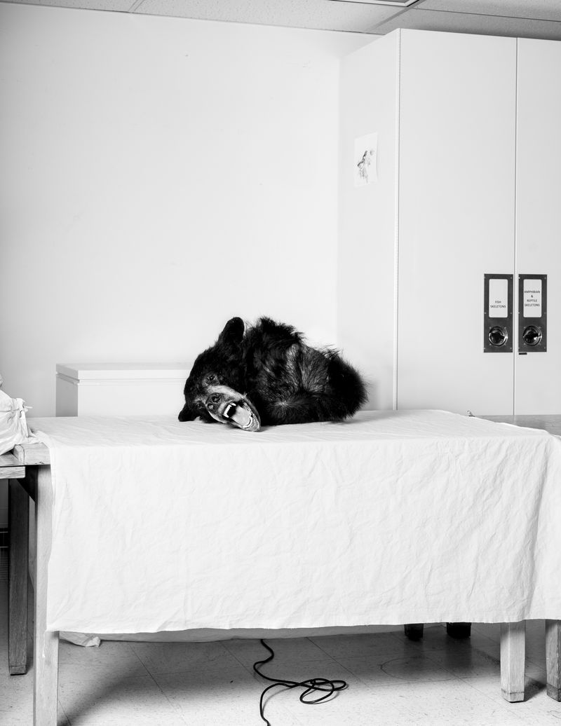 © Austin Cullen - Black Bear