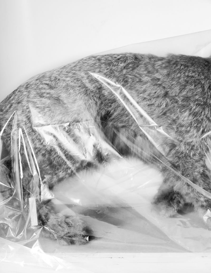 © Austin Cullen - Wrapped