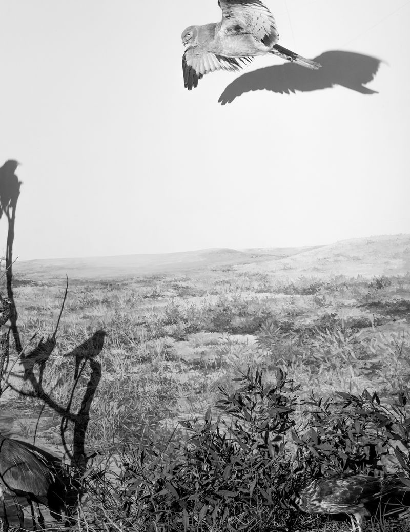 © Austin Cullen - Strung up