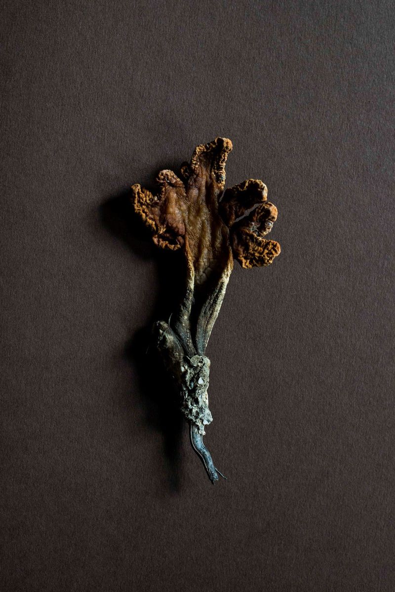 © Julie Bourges - The witch's hand