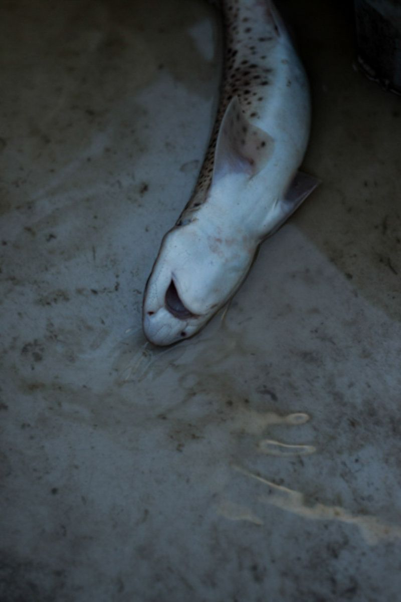 © Julie Bourges - The Rousset