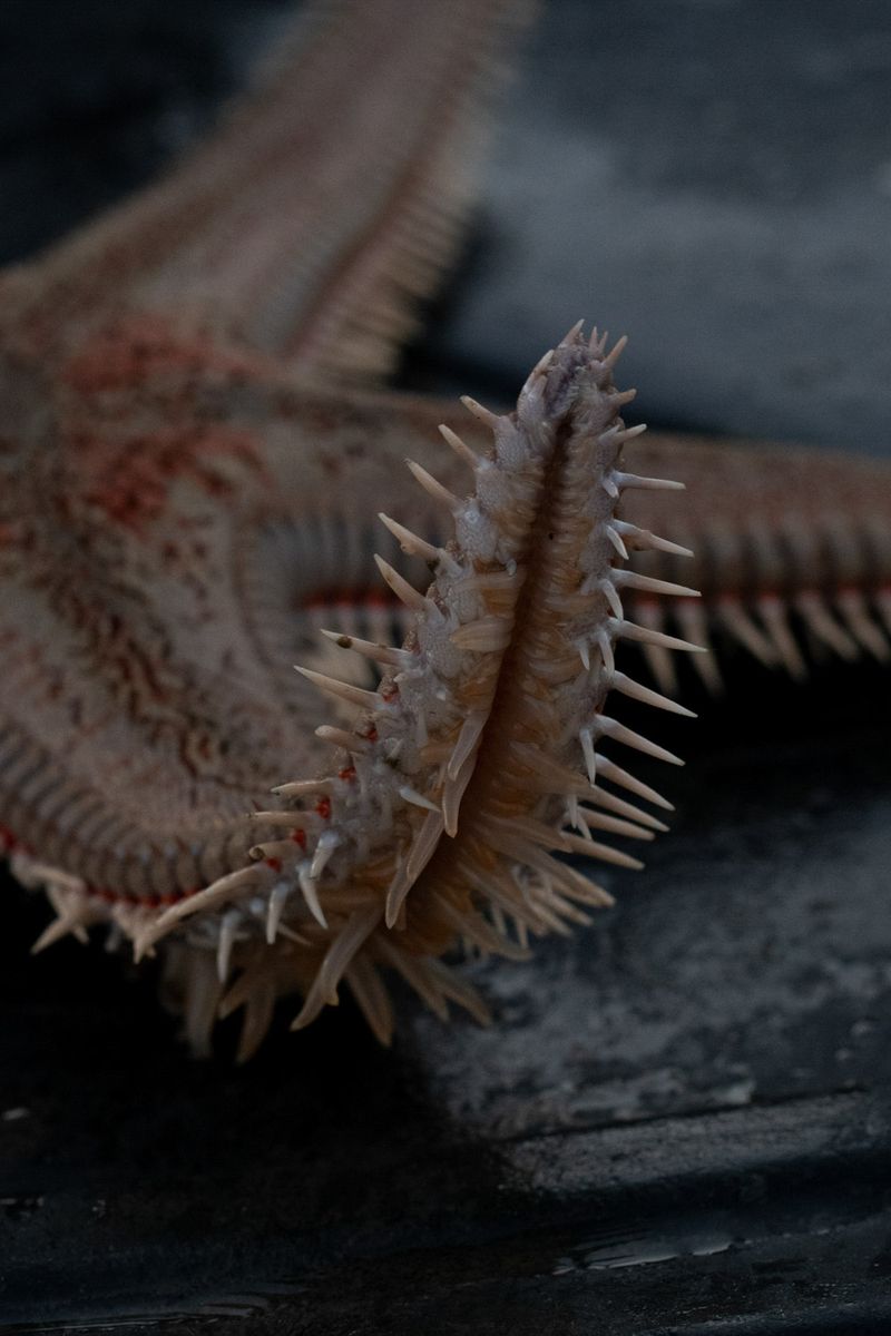 © Julie Bourges - The starfish