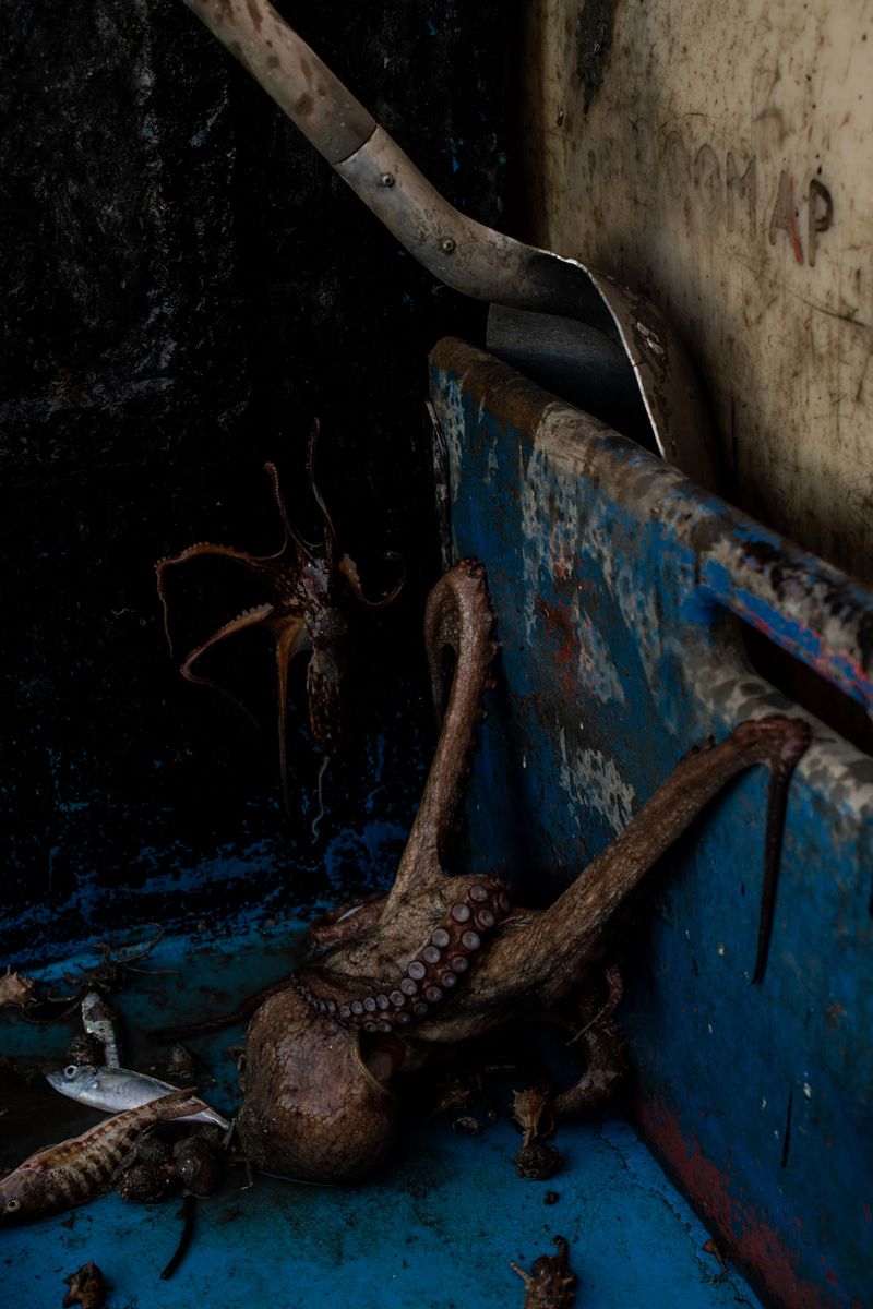 © Julie Bourges - The Octopus