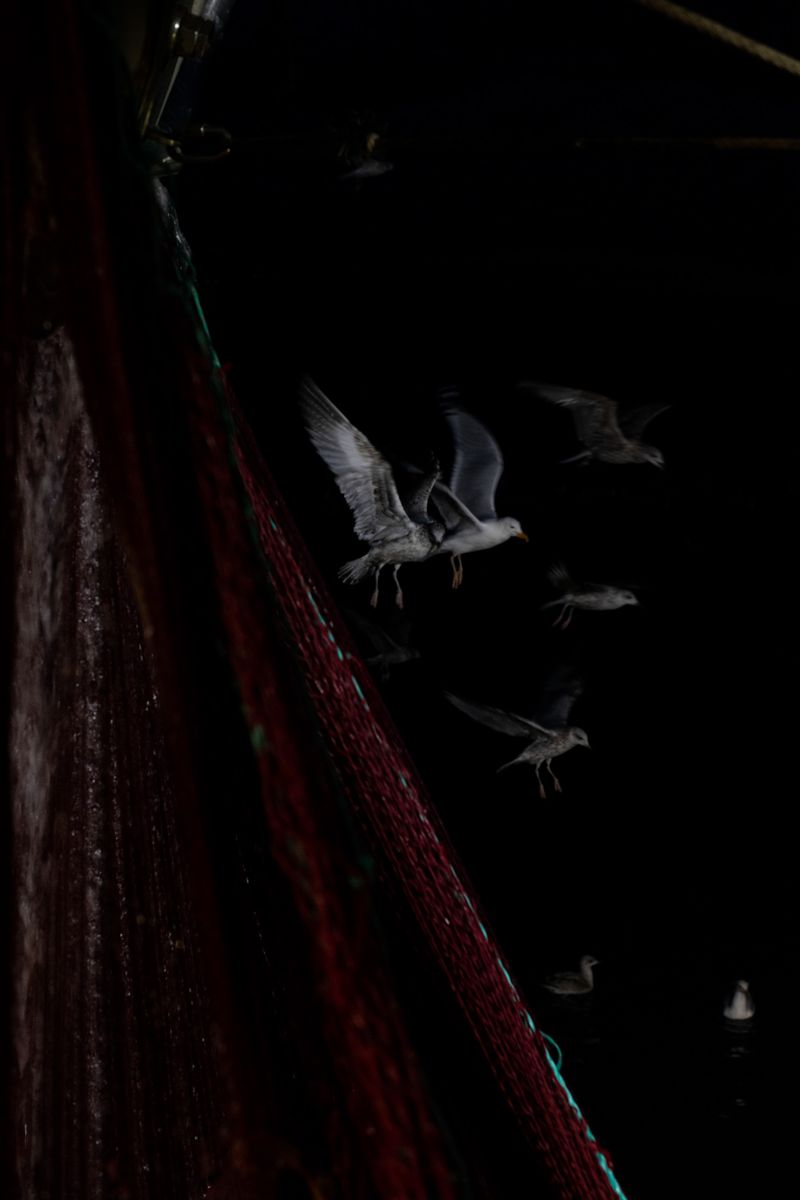 © Julie Bourges - The net