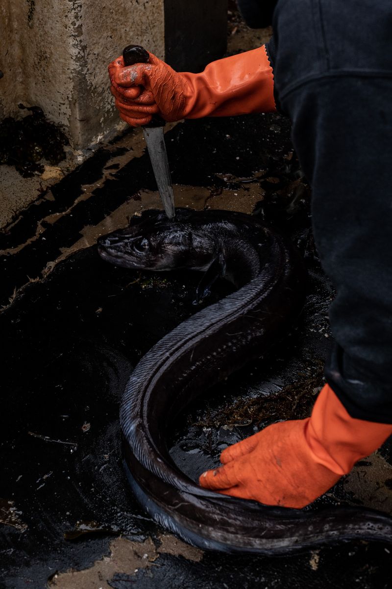 © Julie Bourges - Camille is killing a conger eel