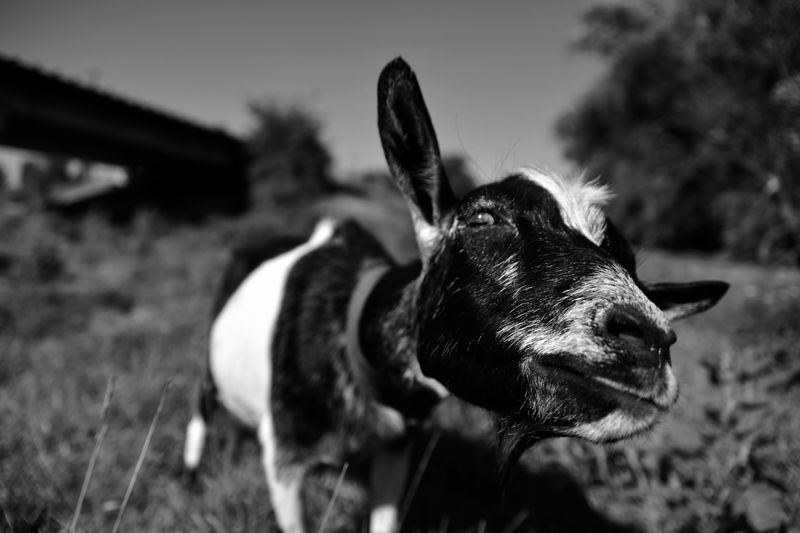 © Elena Bandurka - Image from the Cute Goats photography project