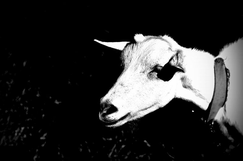 © Elena Bandurka - Image from the Cute Goats photography project