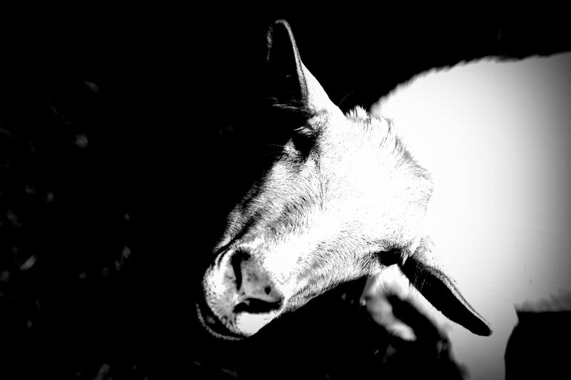 © Elena Bandurka - Image from the Cute Goats photography project