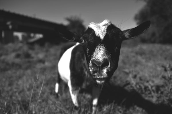 © Elena Bandurka - Image from the Cute Goats photography project