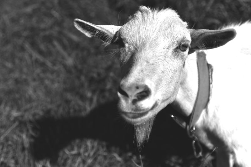 © Elena Bandurka - Image from the Cute Goats photography project