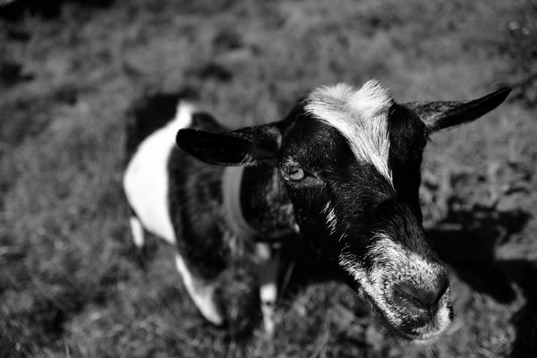 © Elena Bandurka - Image from the Cute Goats photography project