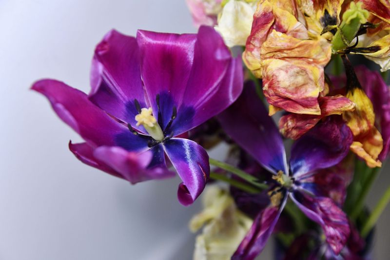 © Elena Bandurka - Image from the Tulips from my garden photography project