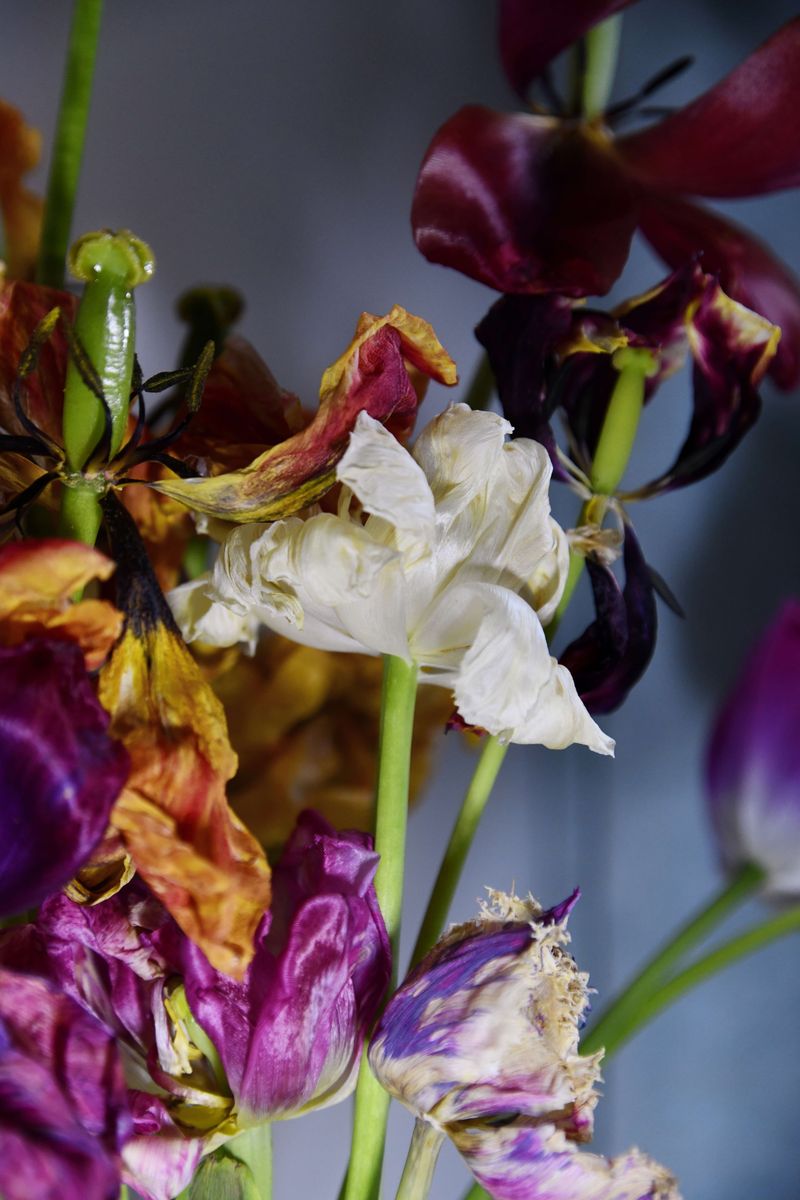 © Elena Bandurka - Image from the Tulips from my garden photography project