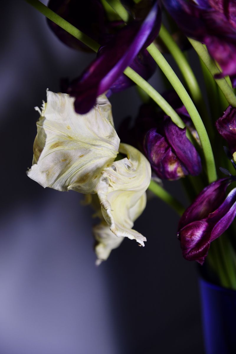 © Elena Bandurka - Image from the Tulips from my garden photography project