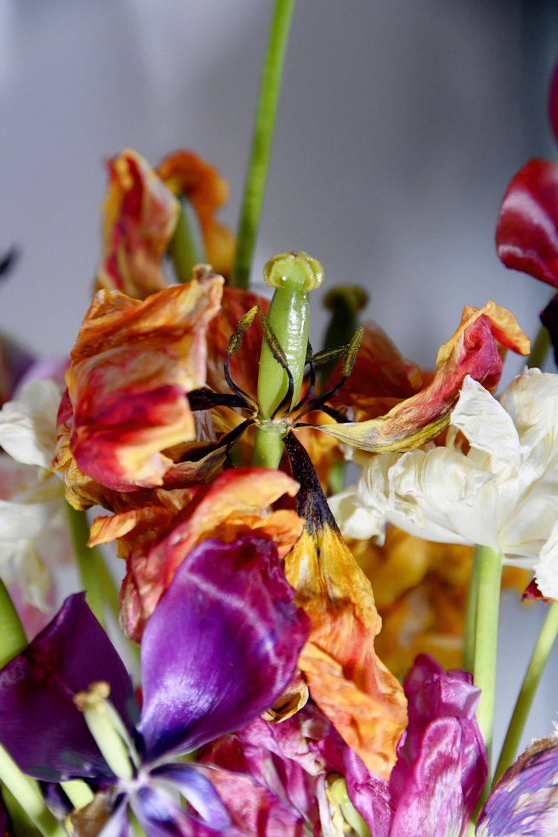 © Elena Bandurka - Image from the Tulips from my garden photography project
