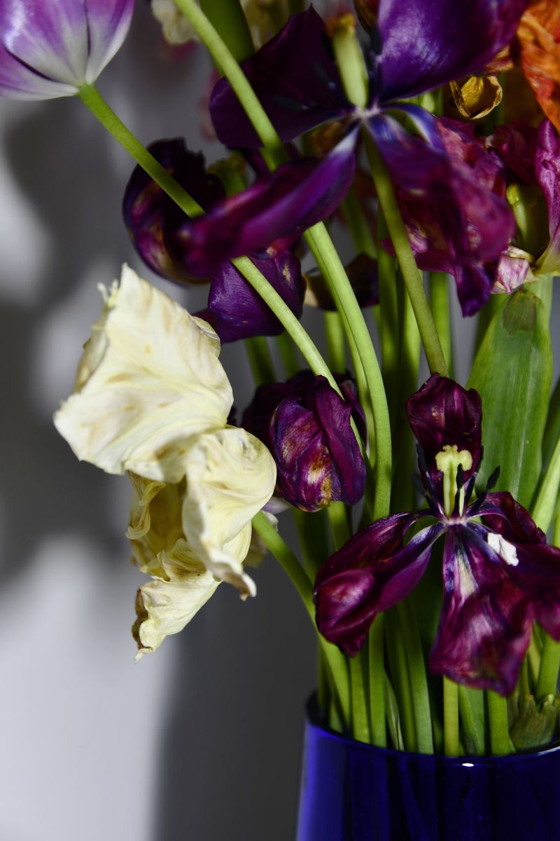 © Elena Bandurka - Image from the Tulips from my garden photography project