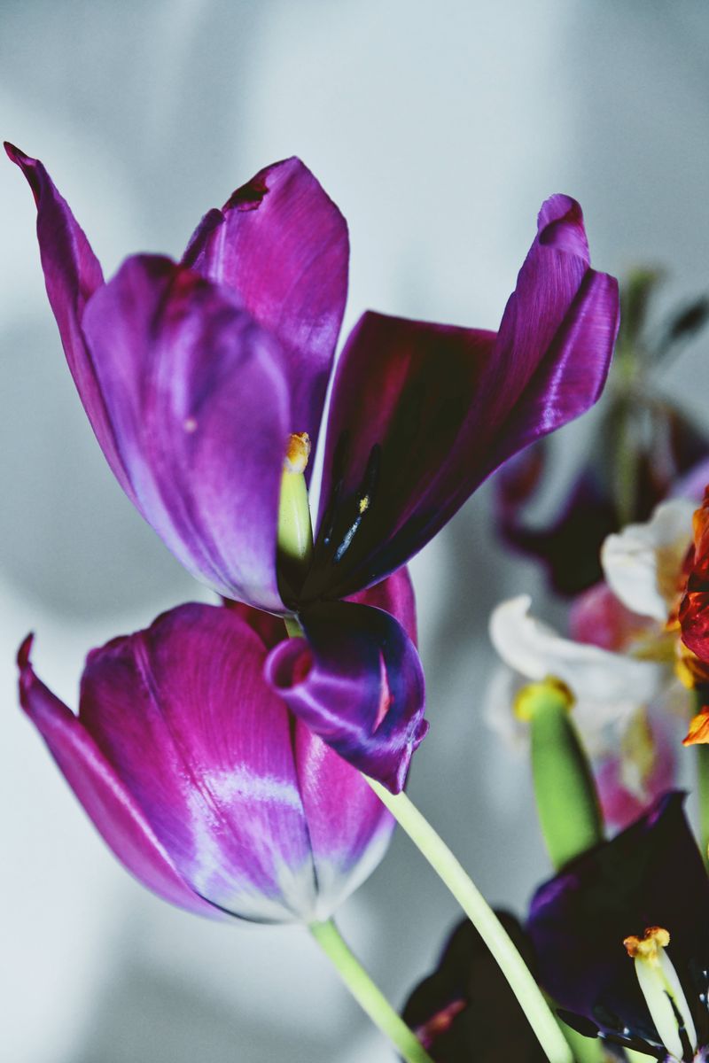 © Elena Bandurka - Image from the Tulips from my garden photography project