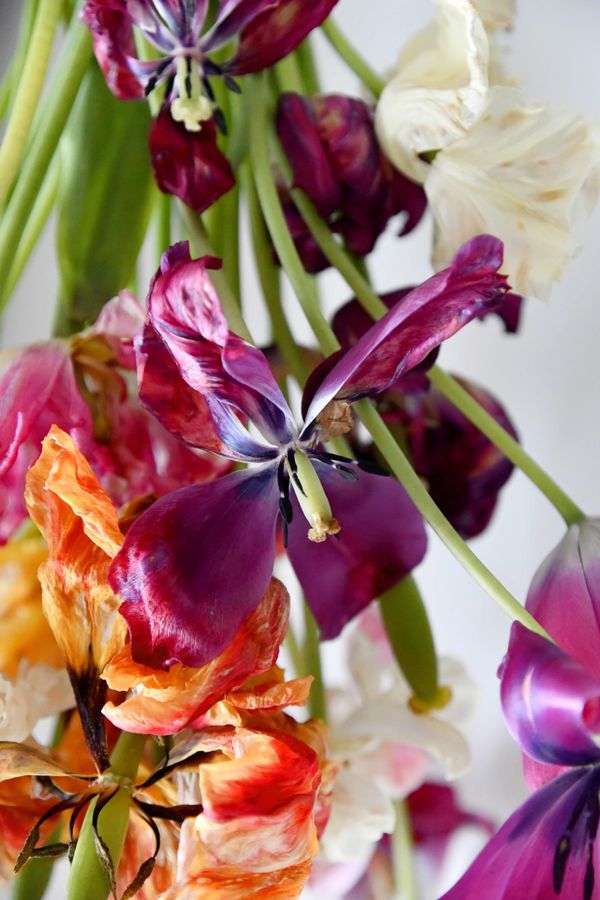 © Elena Bandurka - Image from the Tulips from my garden photography project