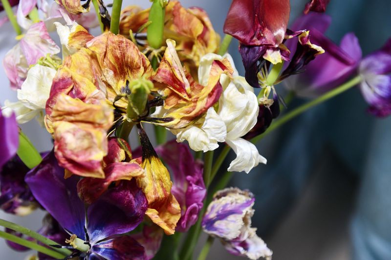 © Elena Bandurka - Image from the Tulips from my garden photography project