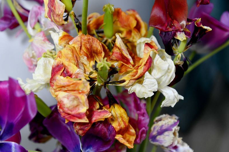 © Elena Bandurka - Image from the Tulips from my garden photography project