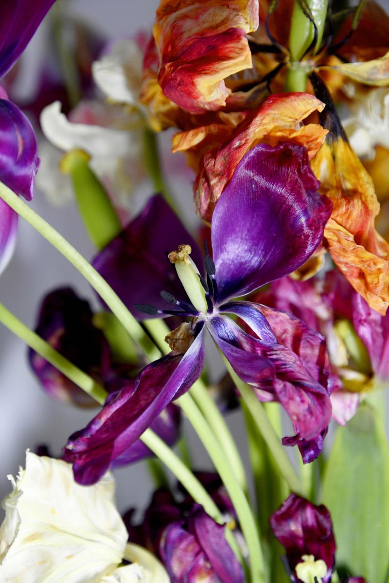 © Elena Bandurka - Image from the Tulips from my garden photography project