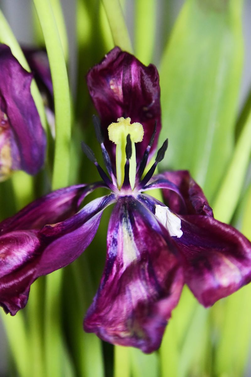 © Elena Bandurka - Image from the Tulips from my garden photography project