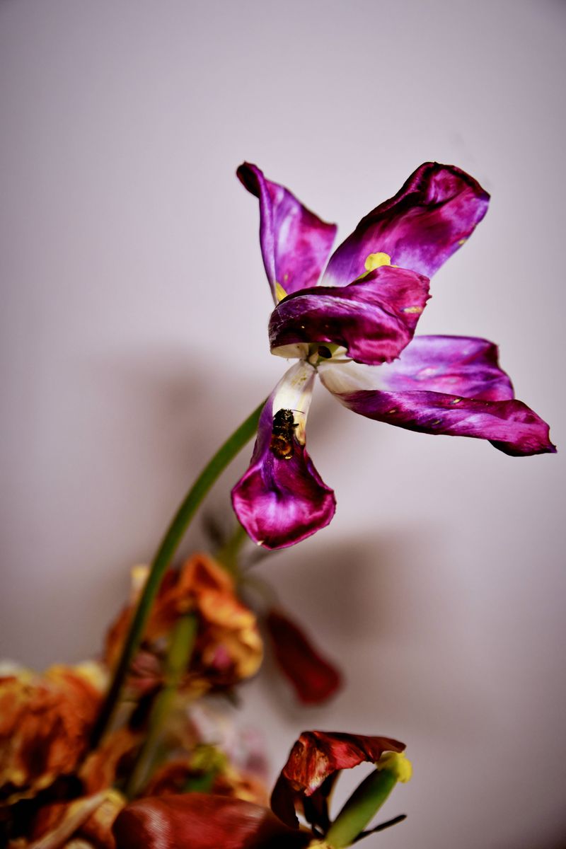 © Elena Bandurka - Image from the Tulips from my garden photography project