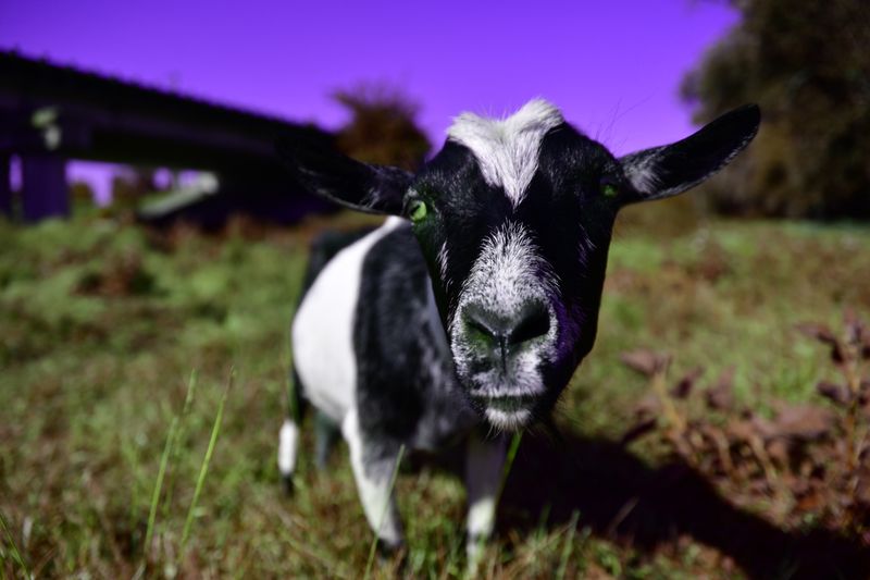 © Elena Bandurka - Image from the Pop Art animal photography project