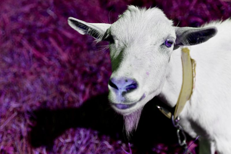 © Elena Bandurka - Image from the Pop Art animal photography project