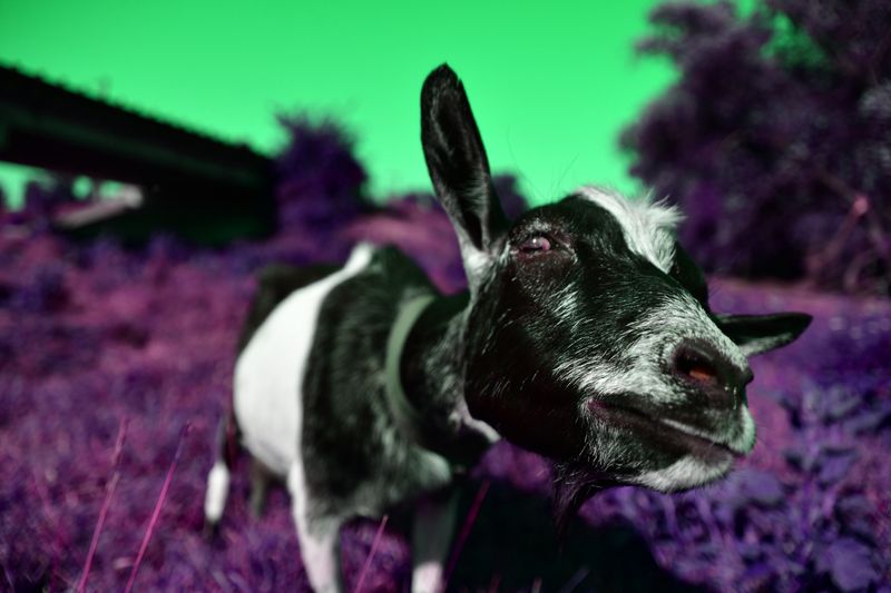 © Elena Bandurka - Image from the Pop Art animal photography project