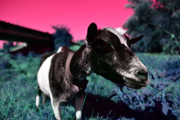 © Elena Bandurka - Image from the Pop Art animal photography project