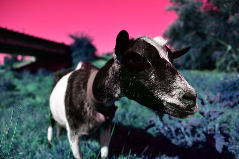 © Elena Bandurka - Image from the Pop Art animal photography project